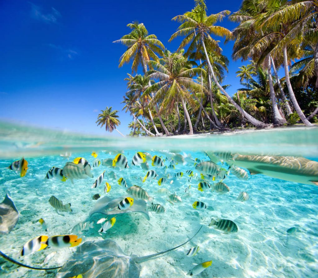 Tropical island above and underwater with fishes, Tahiti