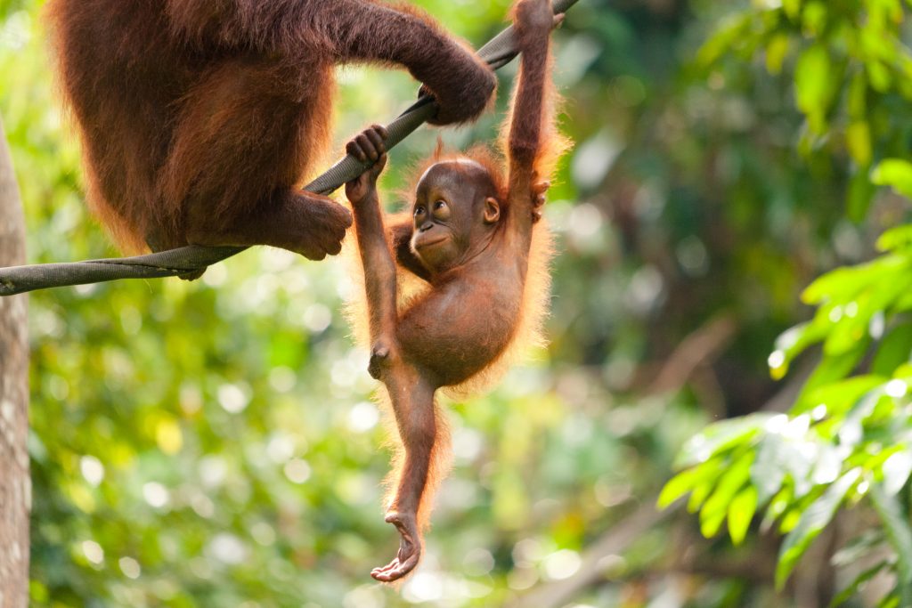 A baby orangutan playing on a rope and looking at its mother, critically endangered animals