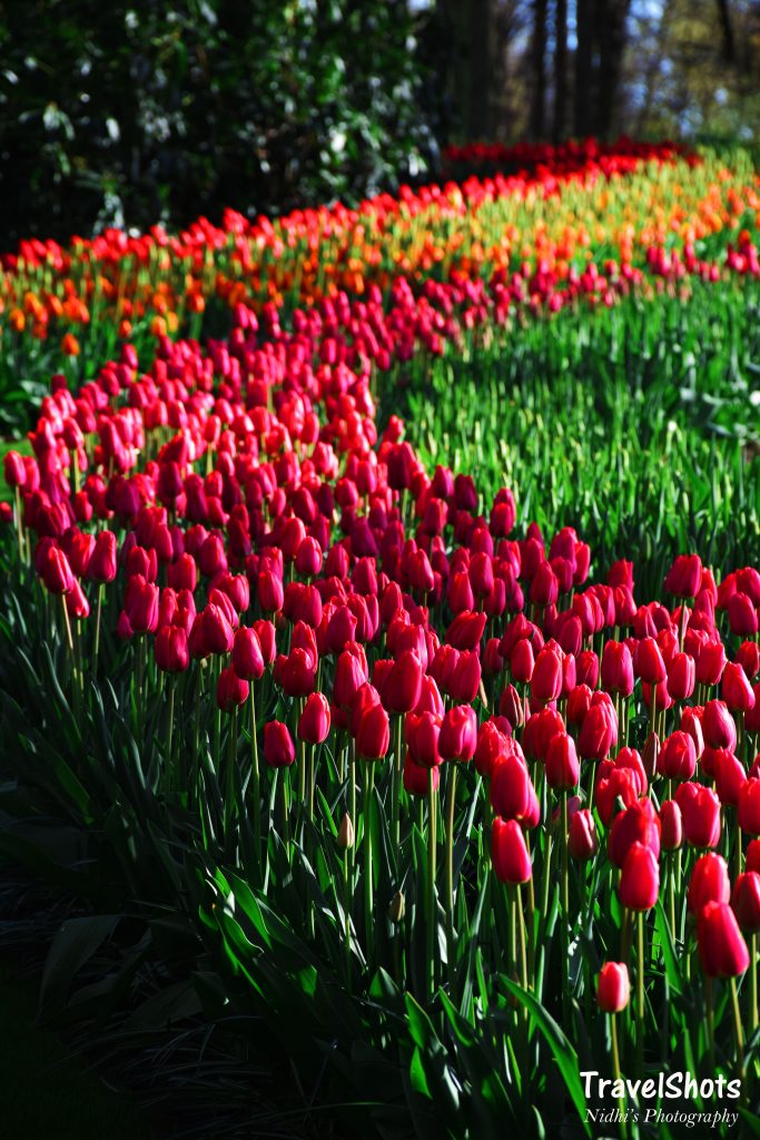 rows of different coloured tulips that you must check out if visiting amsterdam in spring