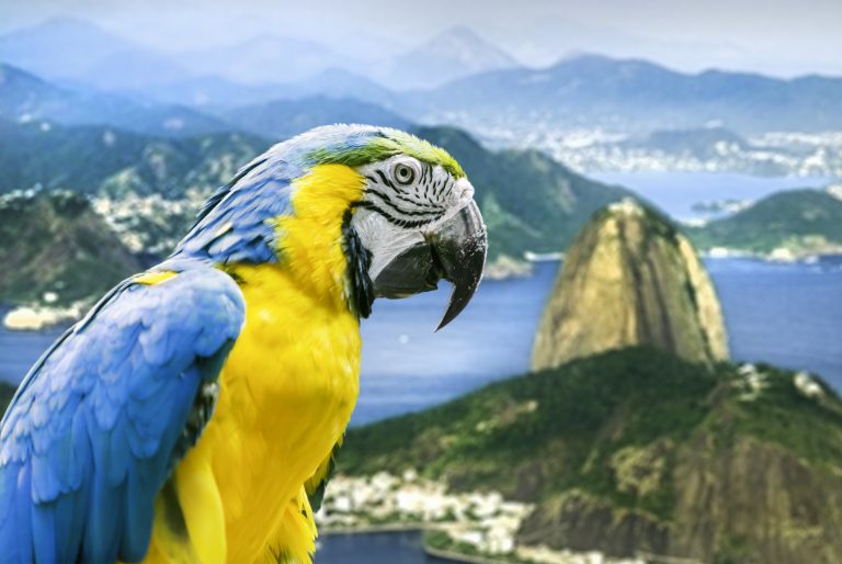 The Dreamy Side of Brazil