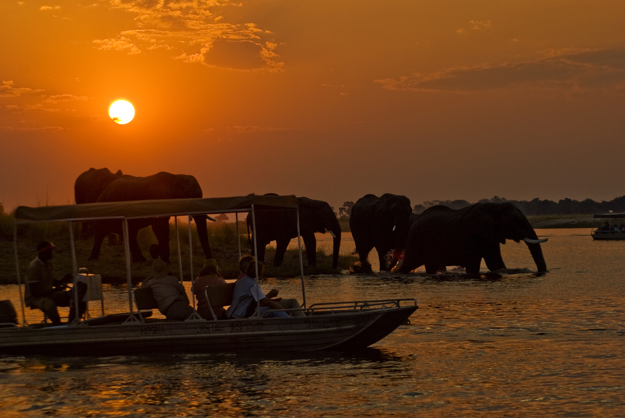 Elephants at Chobe National Park, Botswana