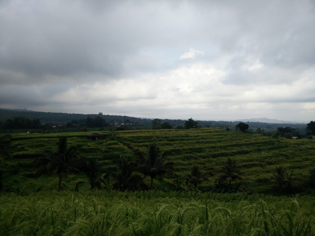 Rice fields in Bali on a cloudy day