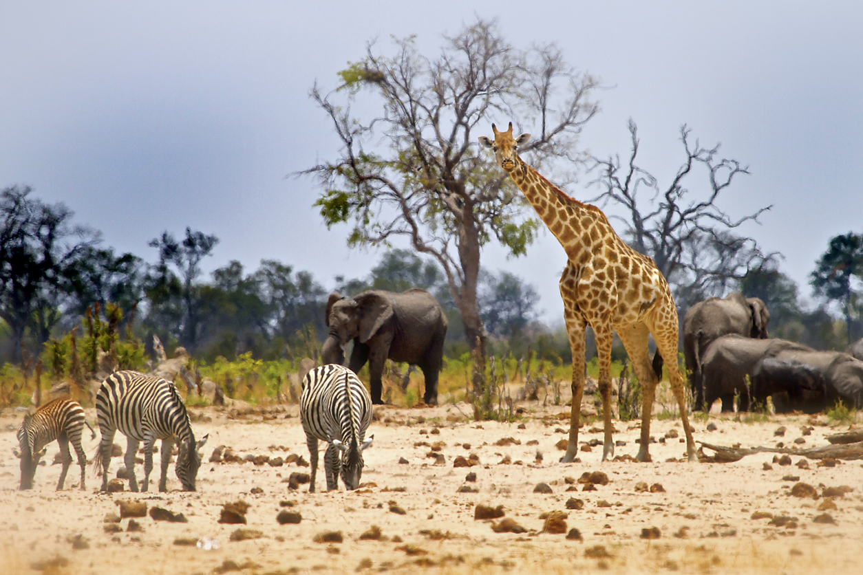 Hwange National Park, Zimbabwe, is a great destination for a safari in africa