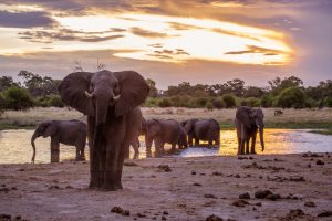 chobe elephants botswana