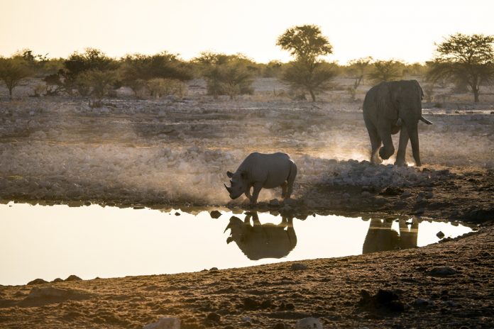 Okaukuejo Water Hole Okaukuejo Water Hole Botswana