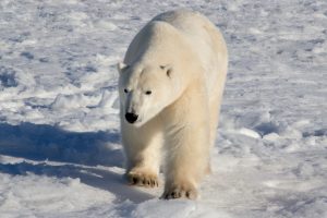 Canada Polar Bear