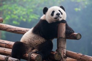 Cute panda China