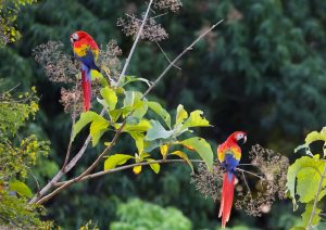Scarlet macaws in Costa Rica