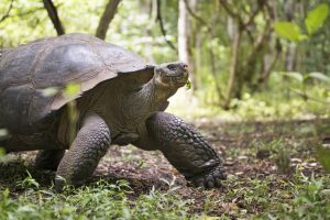 Galapagos Giant Tortoise Turtle, Galapagos Islands, Ecuador