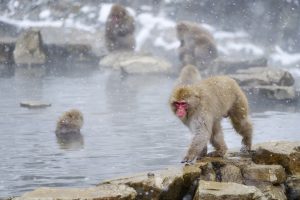 Japanese Macaque Monkeys (Snow Monkeys) Japan