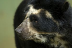 Spectacled Bear Peru