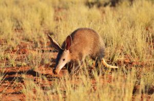 Aardvark South Africa