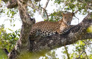 leopard lies on a large tree branch. Sri Lanka