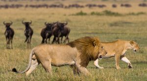 Kenya. Tanzania. Masai Mara. Serengeti. Lions Wildebeest