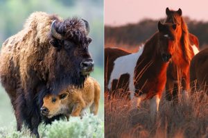 Bison and Wild Horse USA