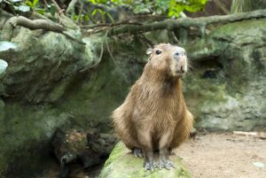 Capybara Venezuala