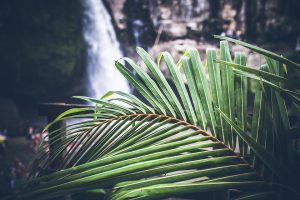 bali waterfall palm leaf