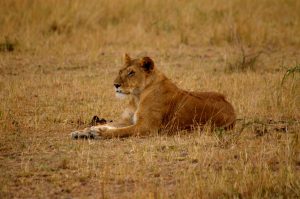 lioness africa kenyan safari