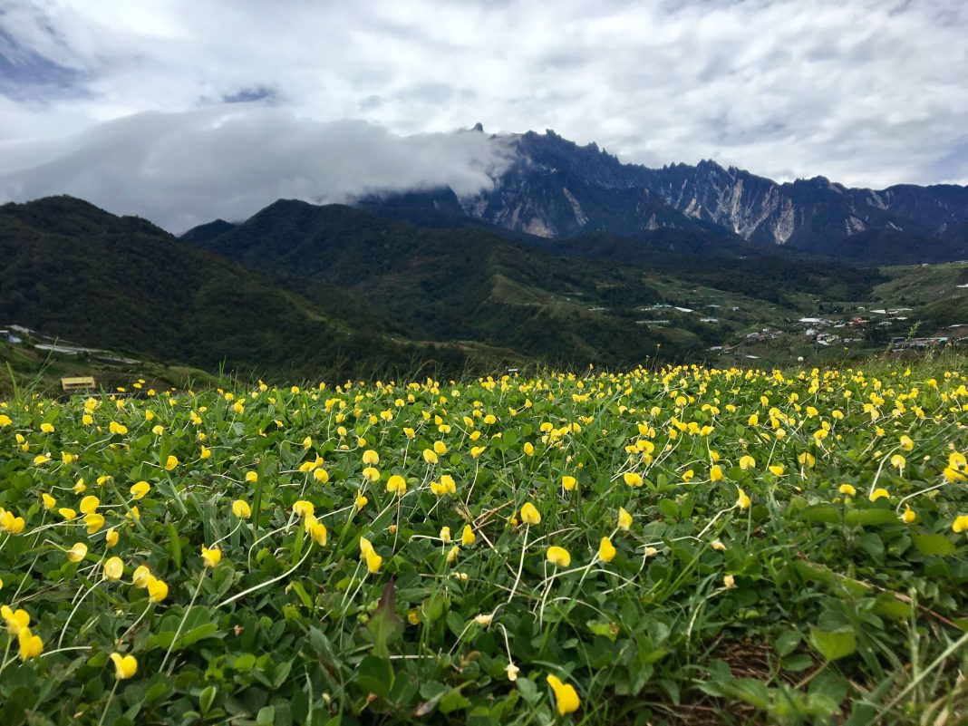 A meadow in the foreground, Mount Kinabalu in the background