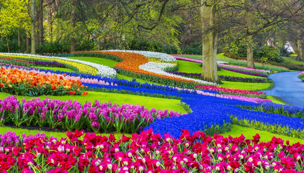 Keukenhof Gardens, now view Netherlands' tulips online