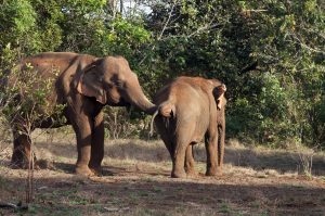 Elephants with red soil on their backs from protection from sun and insects