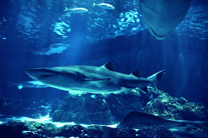 The shark exhibition at the New York Aquarium will have over 115 marine species