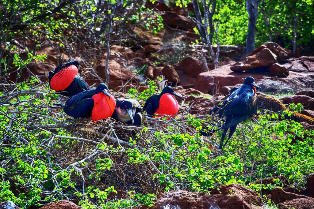 Frigate birds, isla de la plata island