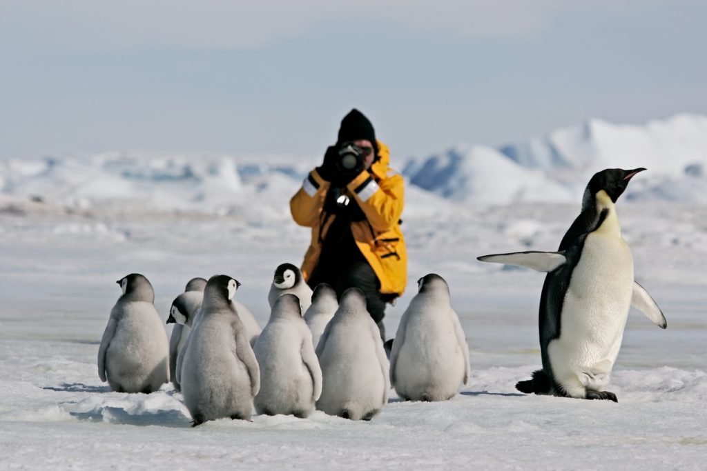 Antarctica Wildlife Penguins