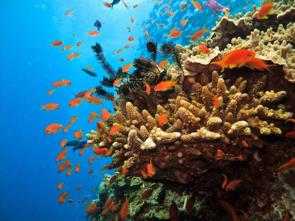 Virtual tours of natural sites like Great Barrier Reef Australia