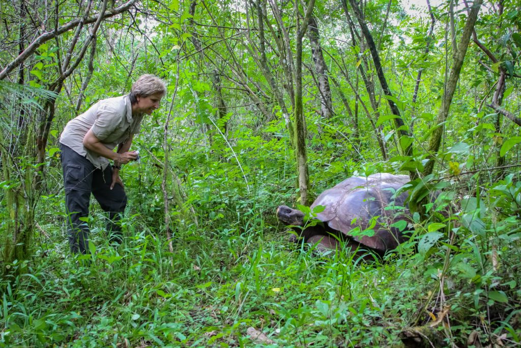 Tourist with a Galapagos Giant tortoise