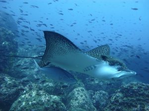 Eagle Ray Darwin Island Galapagos