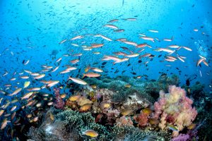 Colorful coral reef near Darwin Island in Galapagos