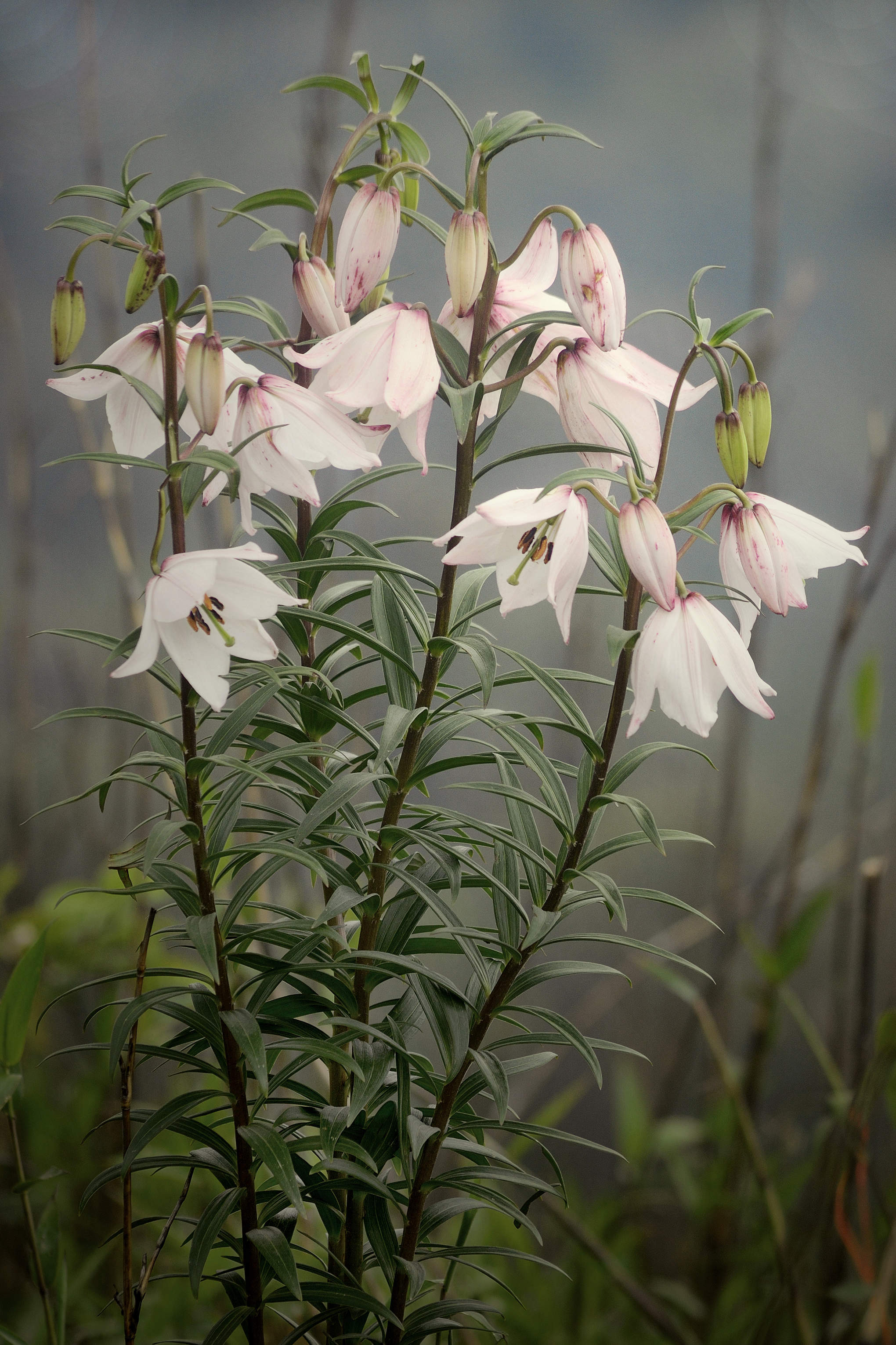 Siroy Lily at Siroy National Park, Manipur - Manipur travel guide