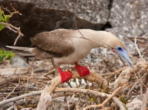 Genovesa Island, Galapagos Islands