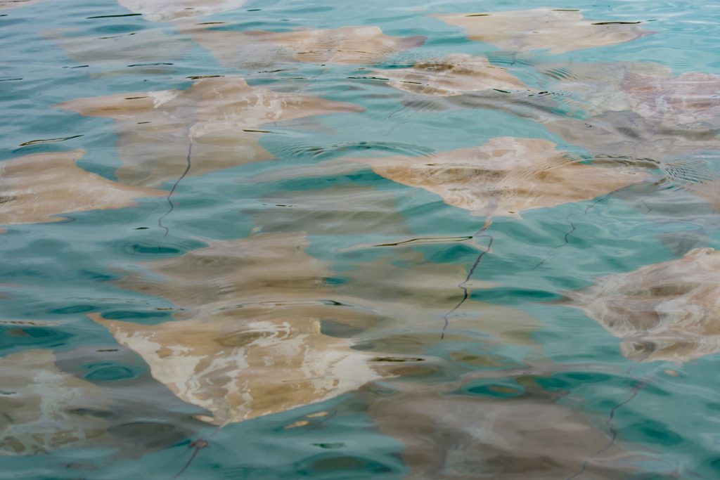 Galapagos Stingrays at Sombrero Chino island