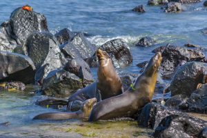 Two sea wolf on the shore of a rocky beach in Galapagos Islands, Ecuador