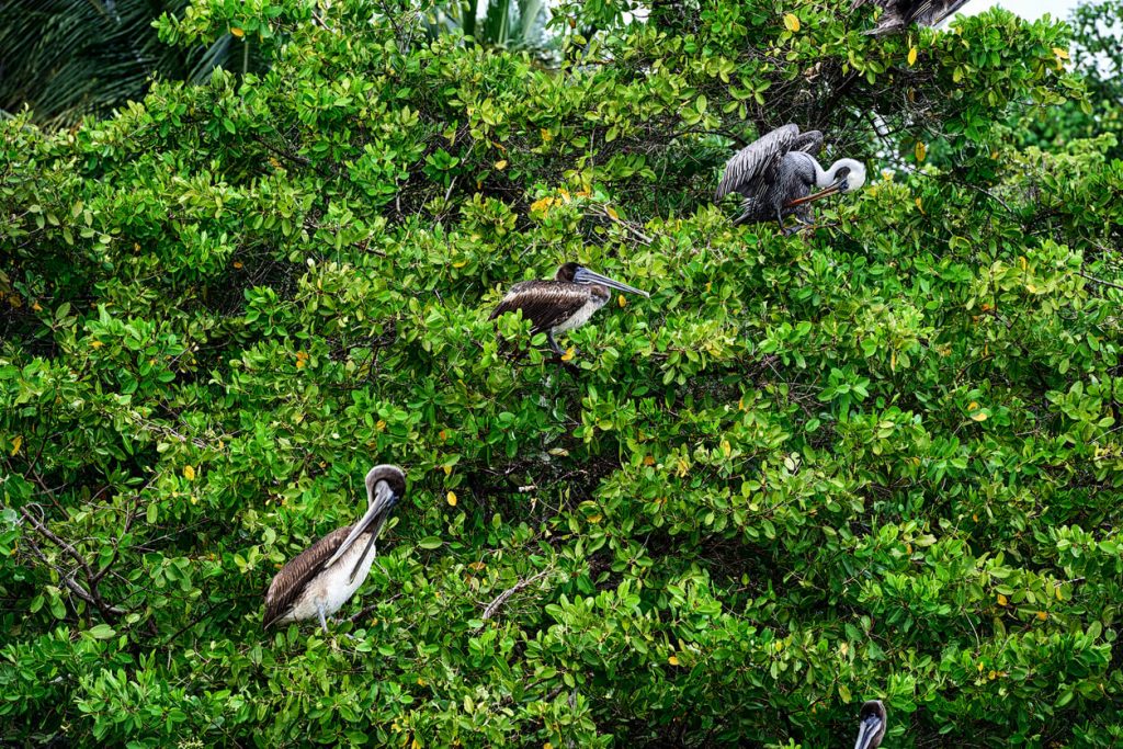 Brown Pelicans on Mangrove in Galapagos Islands, Santay Island