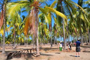 The coconuts on Puna Island in the Galapagos