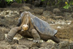 The famous Lonely George on Pinta Island in the Galapagos