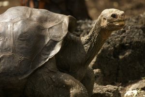 Lonesome George, the last of his kind, Pinta Island, Galapagos, Ecuador