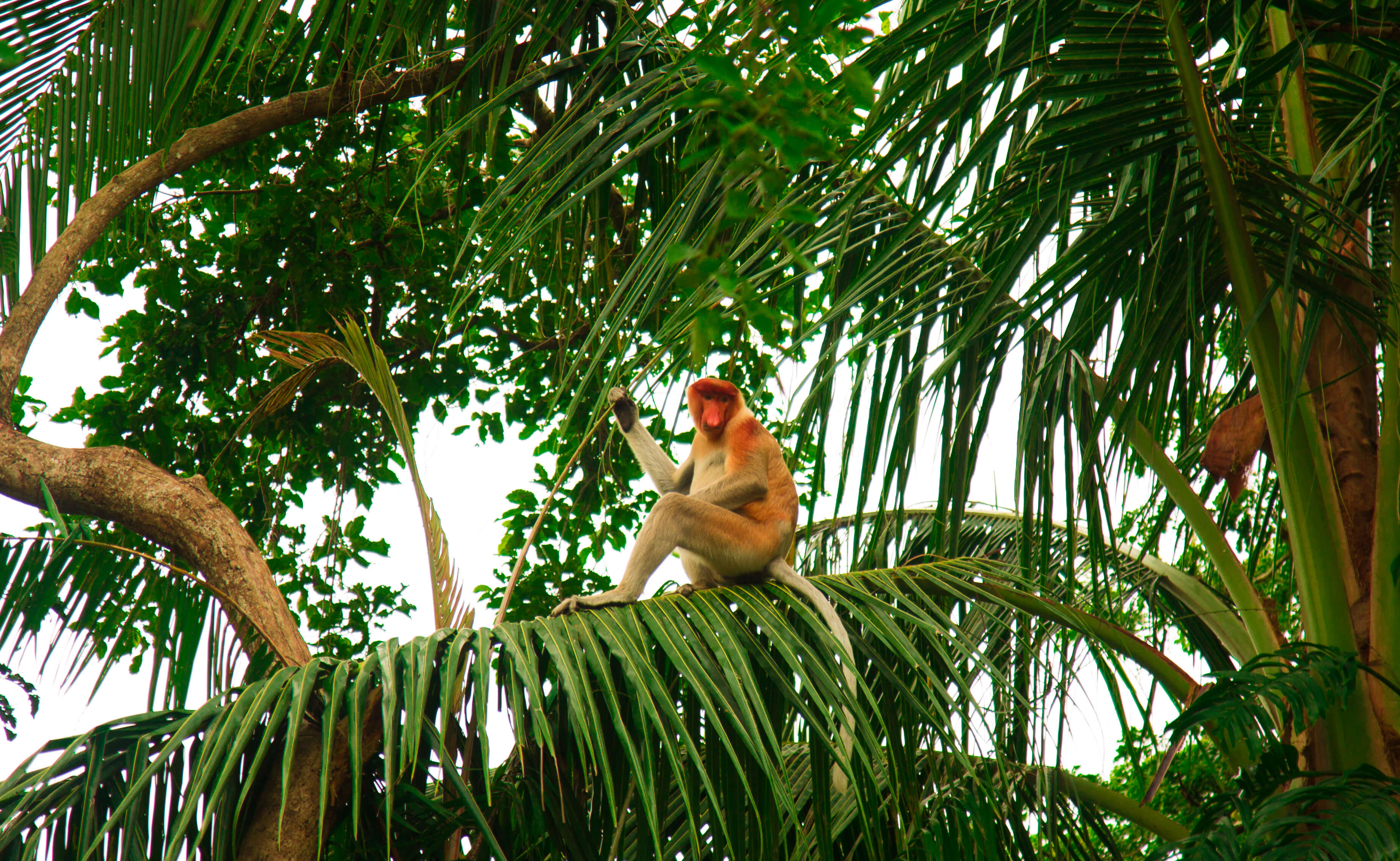 Proboscis monkey sitting on a branch - things to do in Sabah