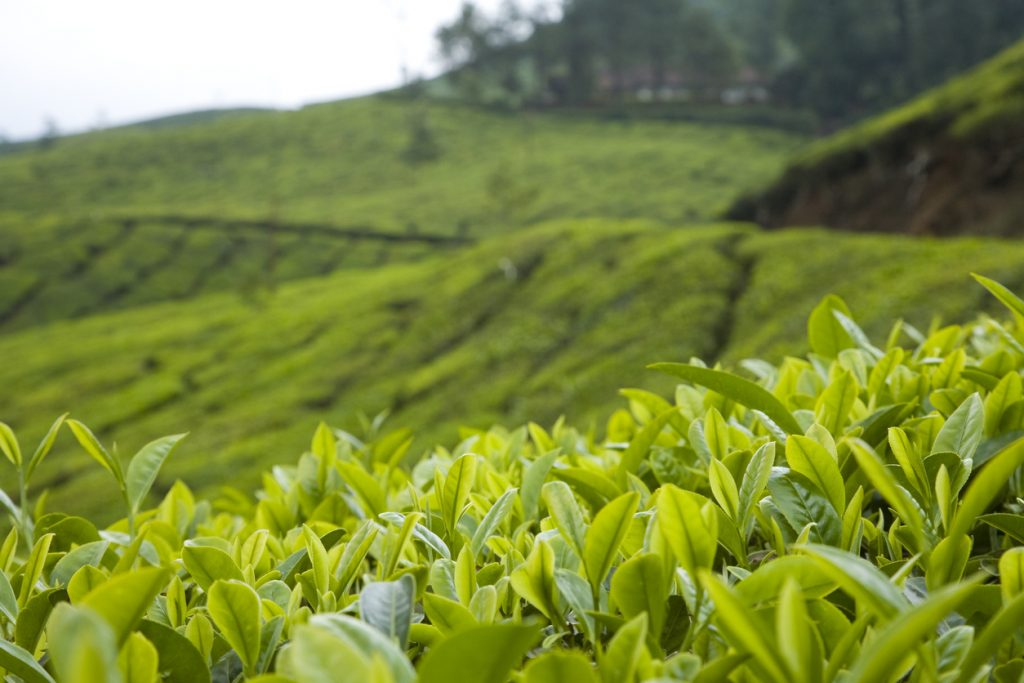 Tea Plantation, Assam, Assam tourism