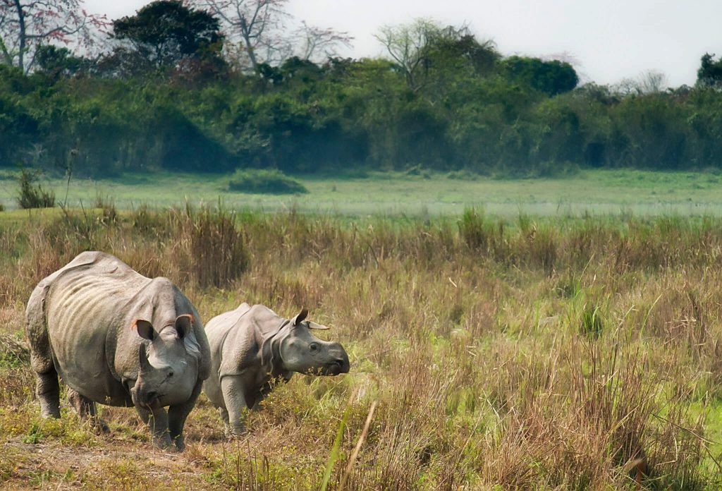 Asian rhino, India, Kaziranga National Park, Assam,