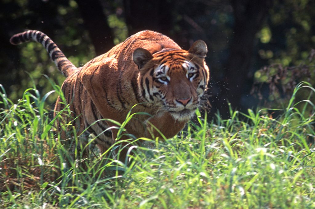 Royal bengal tiger - Assam tourism