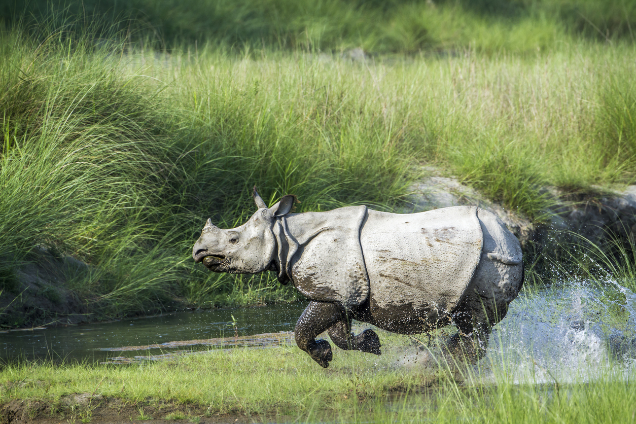 Greater One-horned Rhinoceros in Kaziranga national park, assam india