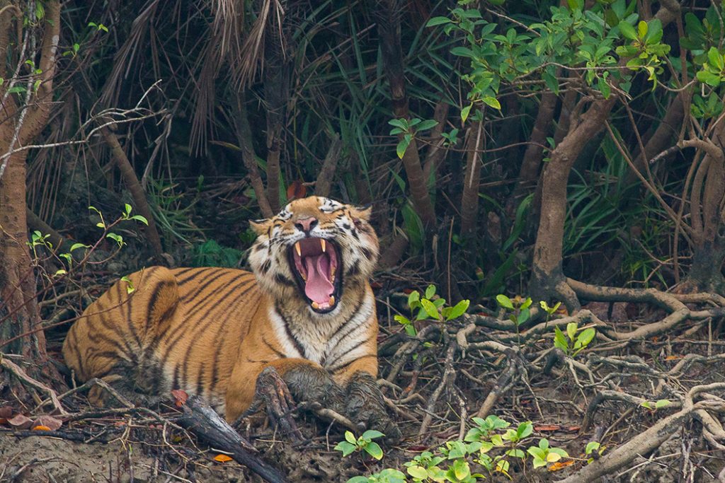 Bengal Tiger in Sundarbans tiger reserves in india