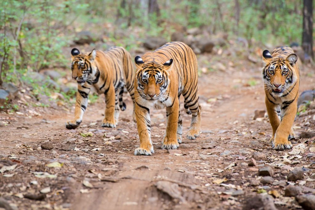 Bengal tigers (Panthera tigris tigris) in Ranthambhore National Park