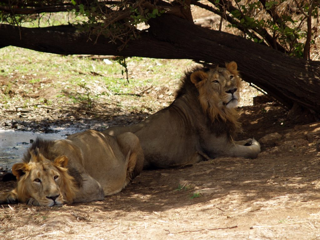 male Asiatic lions, Gir Forest, India, Gujarat