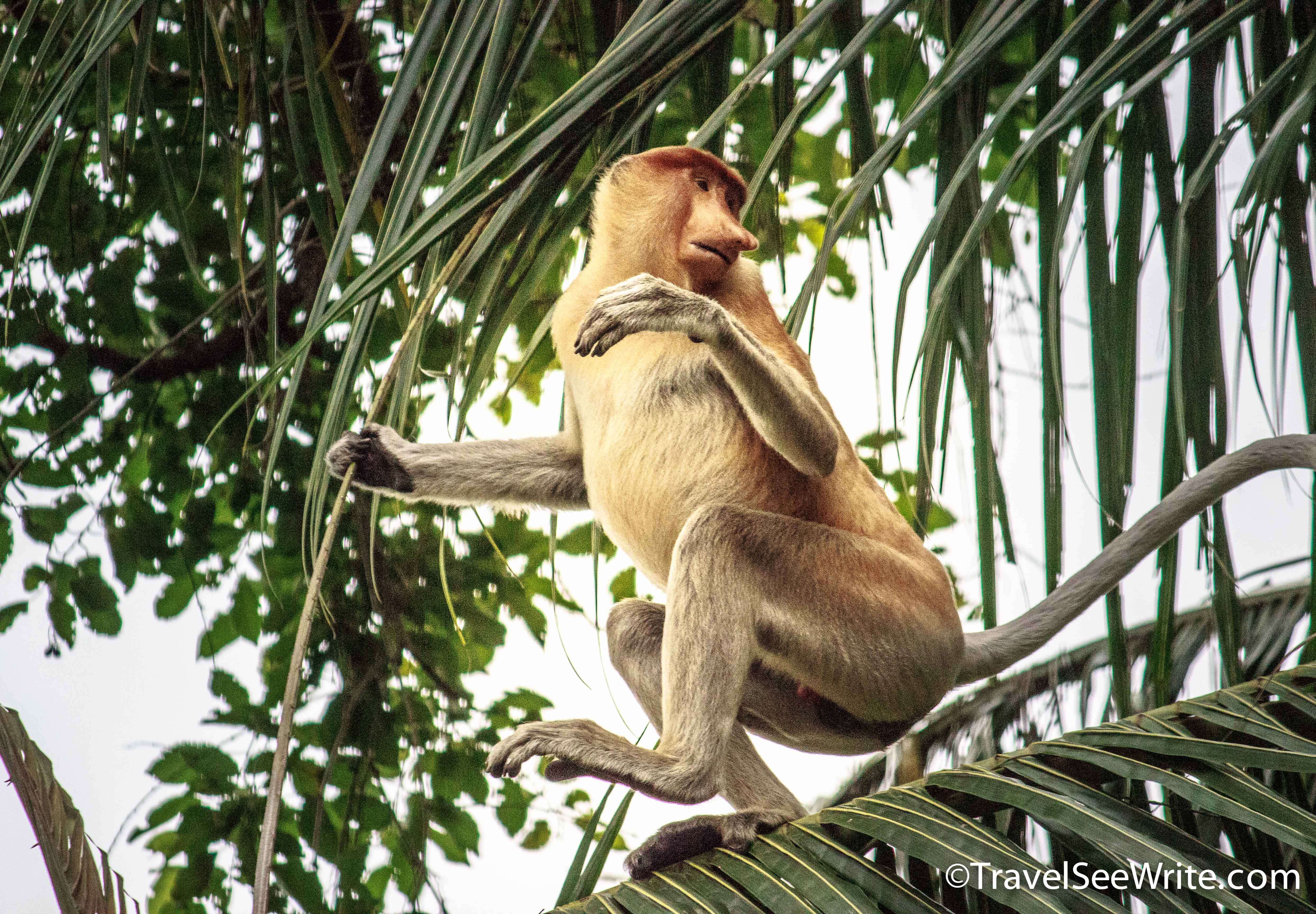 Close up of a Proboscis monkey on a tree branch - southeast asia travel