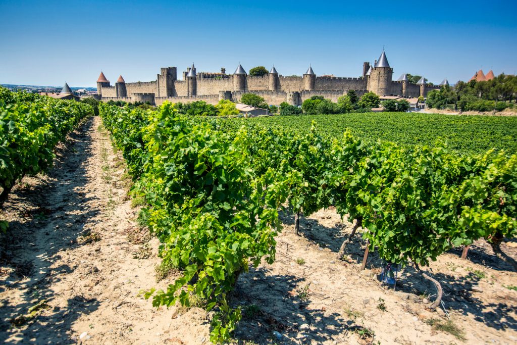 vineyards in france, Vineyards next to the cite of Carcassonne, France.